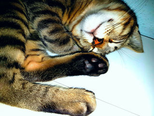 ¿Qué es el FUS/FLUTD?