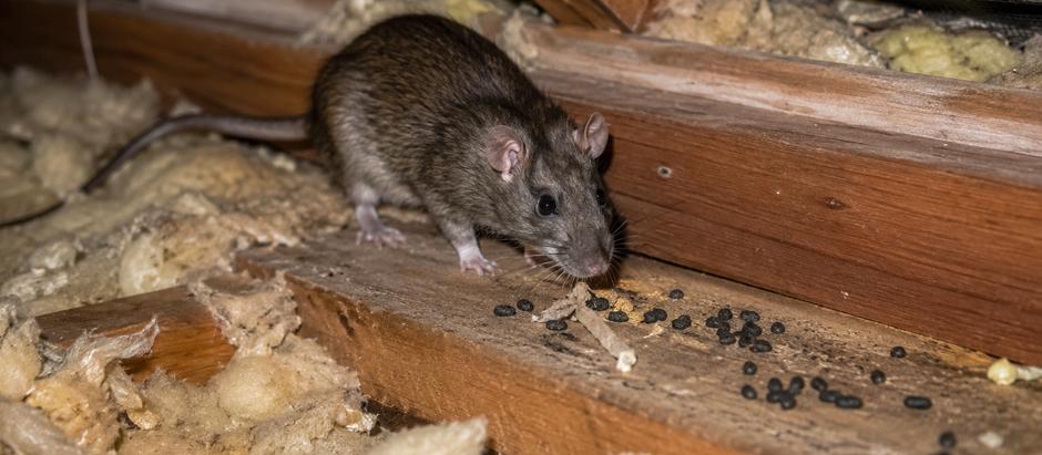 A rat forages among insulation and droppings in a dimly lit attic, highlighting potential pest issues in the home.