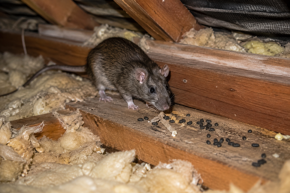 A rat forages among insulation and droppings in a dimly lit attic, highlighting potential pest issues in the home.