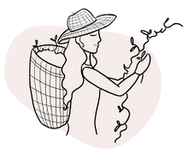 tea notes valeurs
