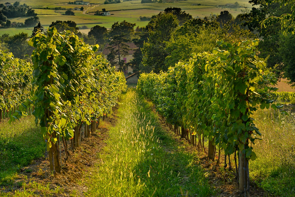 Les vignes du domaine du Moulié, un paradis en Madiran.