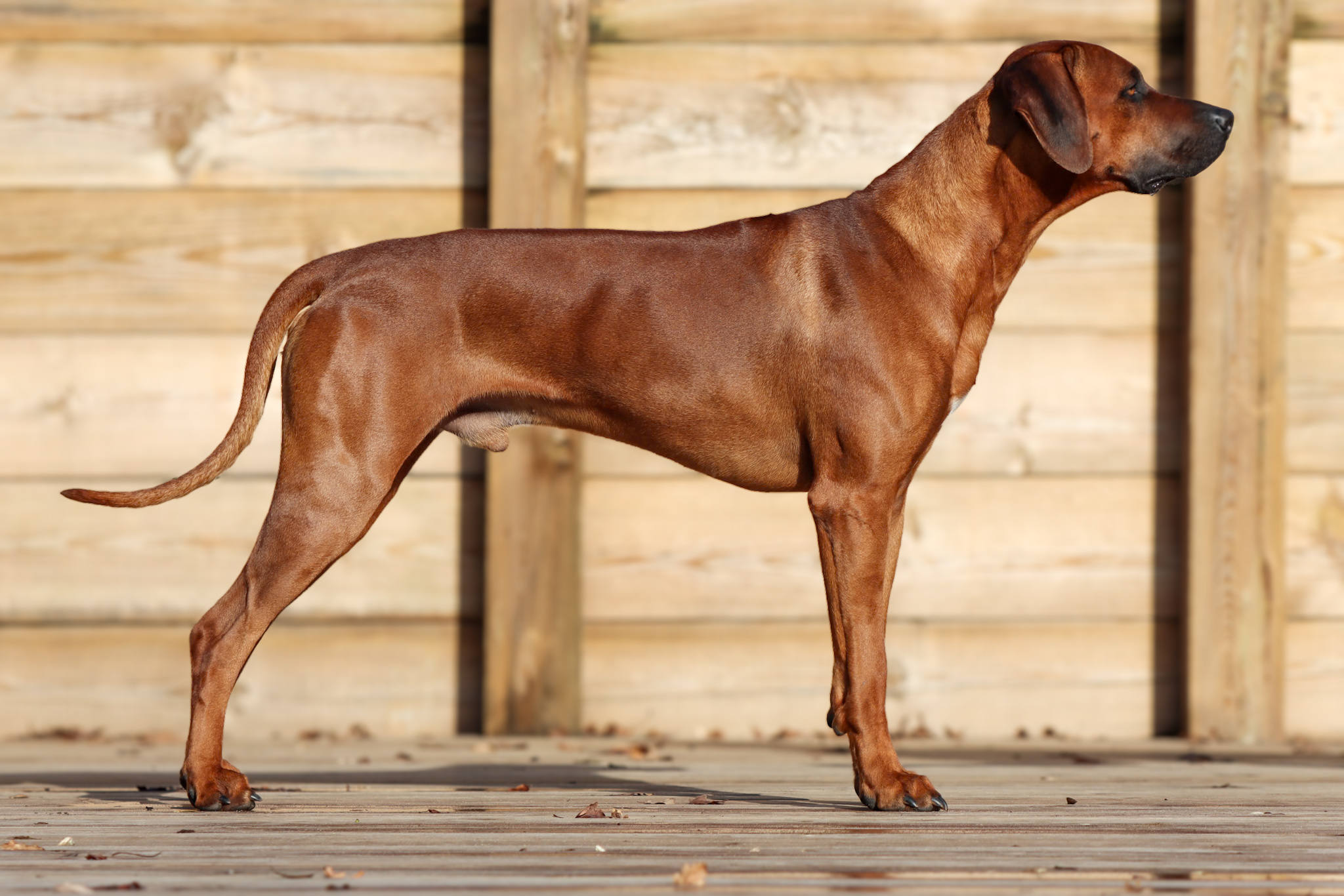 Tiny James Bond Nzuri Na'weh (dit James) 