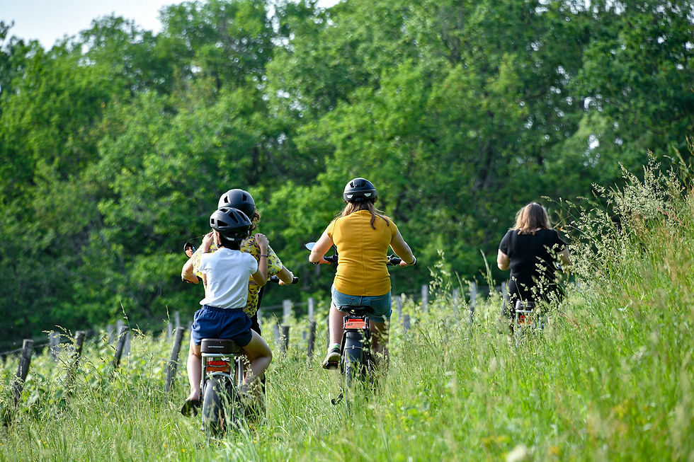 Tous en Vélo dans les vignes du Domaine du Moulié