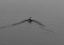 5-508A0343_edited_edited_edited.jpg
