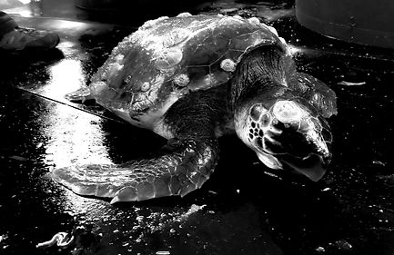 IMG_6619_edited_edited_edited.jpg