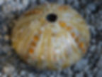 verkocht