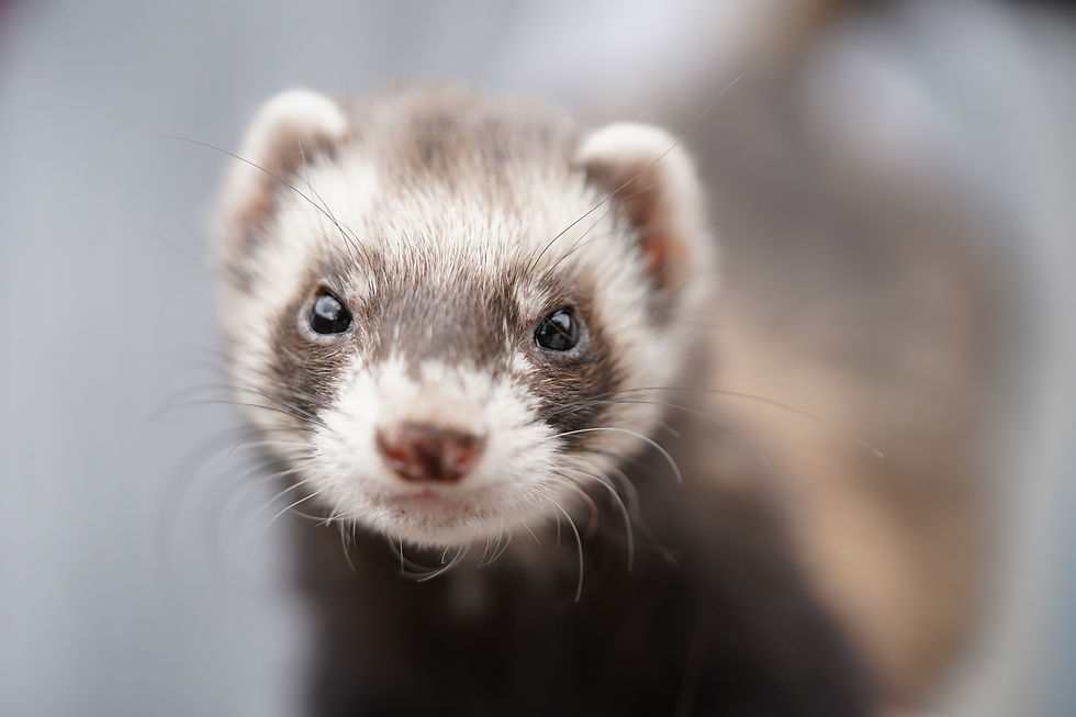 Adopt a Ferret and Embrace Cottagecore: Celebrating a Playful and Affectionate Pet