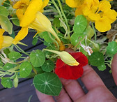 Nasturtium.jpg
