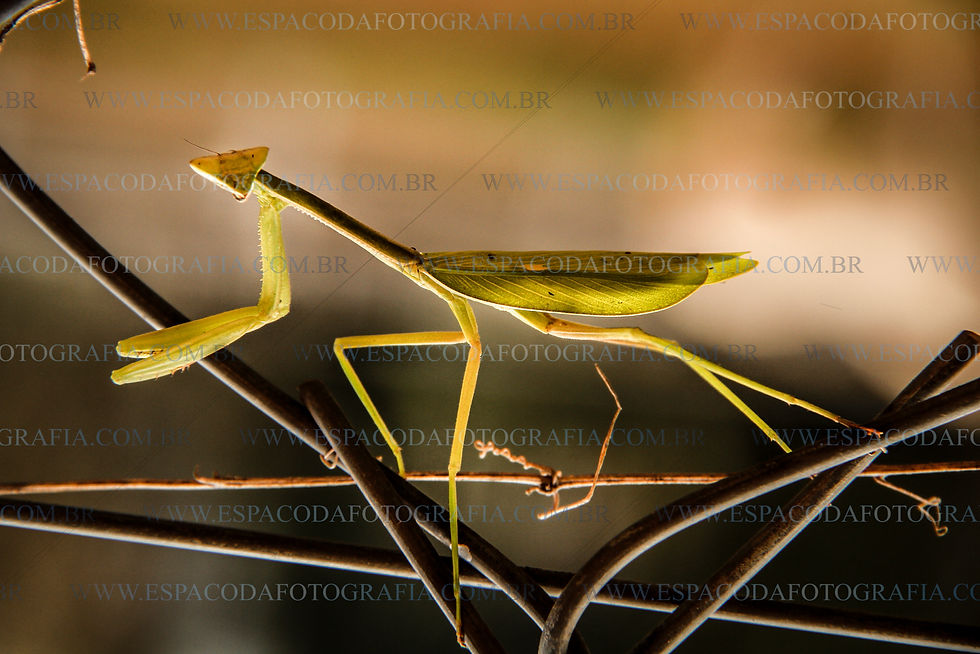 Espaço da Fotografia