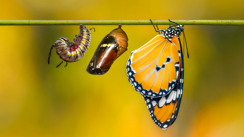 Dr. Senem Kılıç ile Online Kişisel Dönüşüm Programları