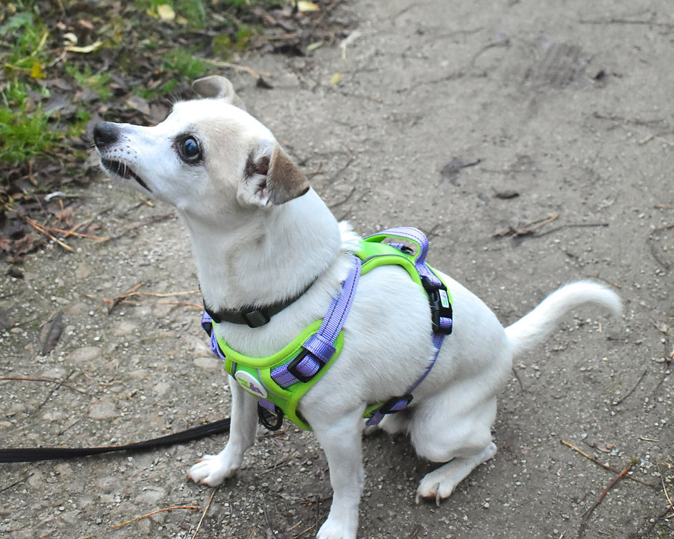 Thumbnail: Anti-Pull dog training harness - Build a Bond dog training and walking