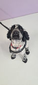 Cute spaniel looking at camera in dog daycare