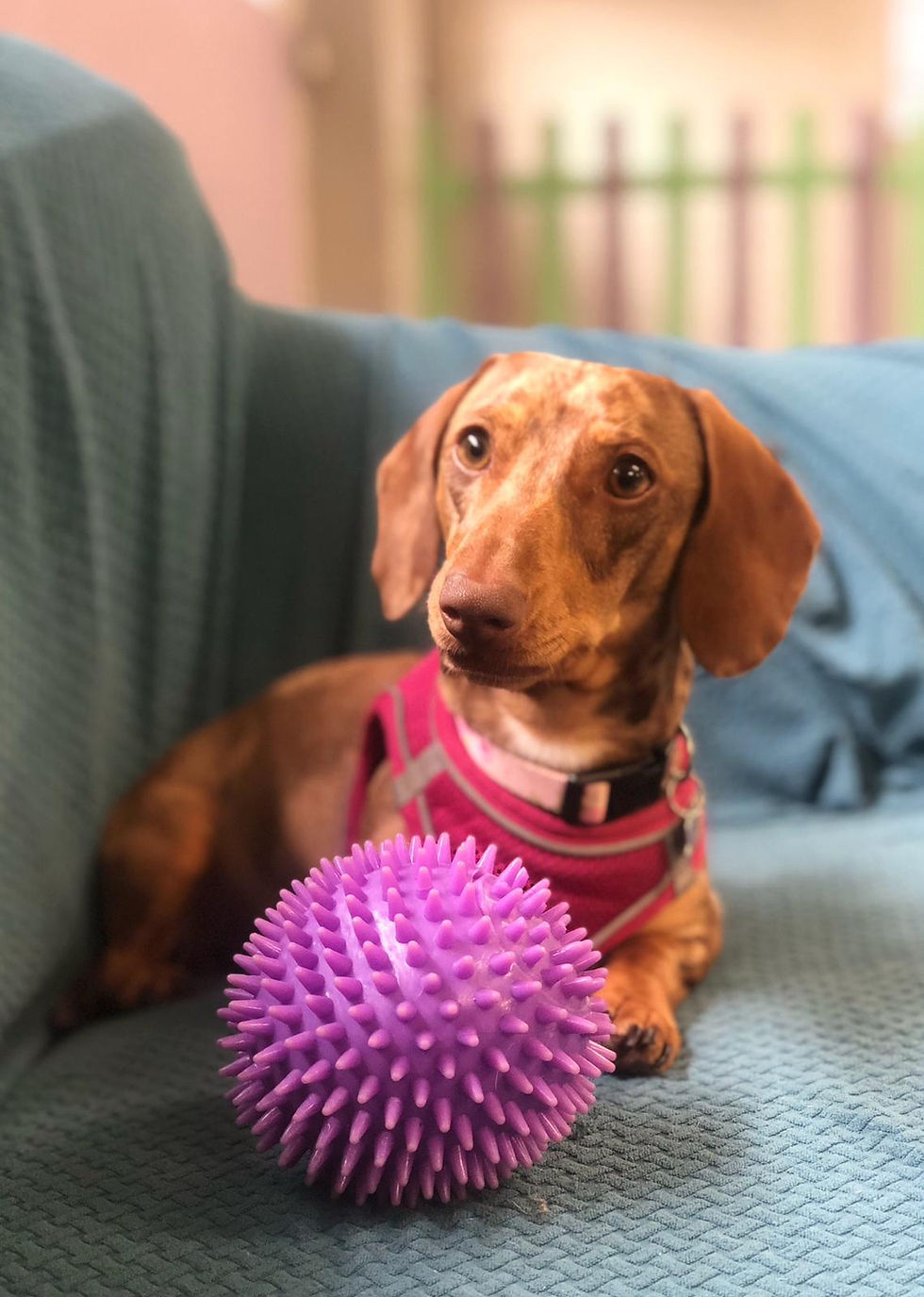 Eye-level view of a dog playing with a puzzle toy on a wooden floor