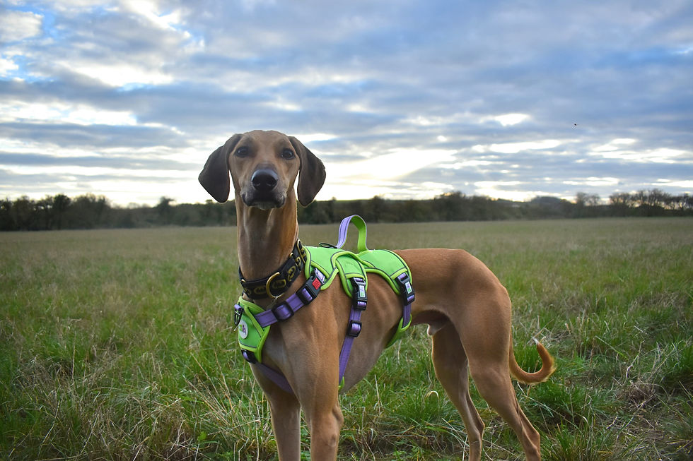 Thumbnail: Escape proof dog training harness - Build a Bond dog training and walking