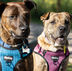 Dog Theft: How to Keep your Dog Safe