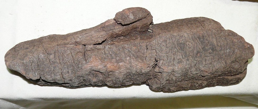 Thumbnail: 4 PC Dark Bark Natural Untreated Driftwood Reptile Decor Aquascape Craft Garden