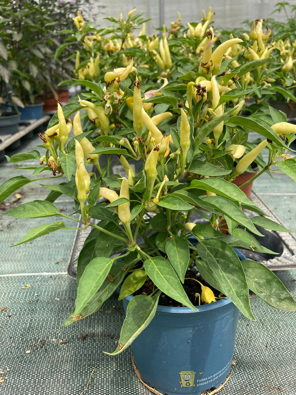 Piment fort
