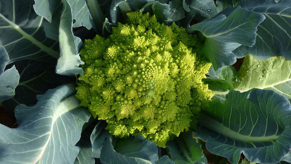 Chou ROMANESCO