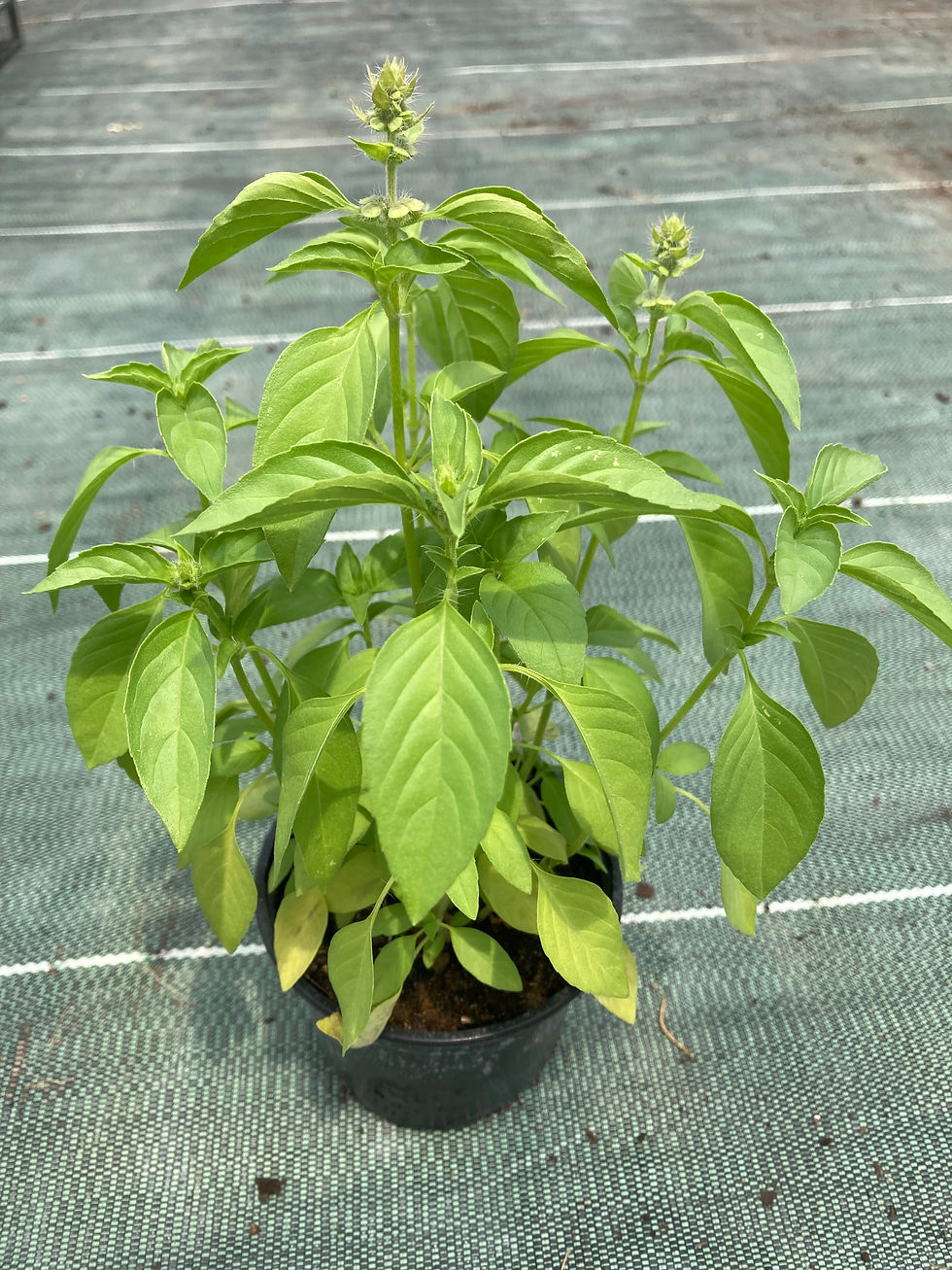 Basilic citron