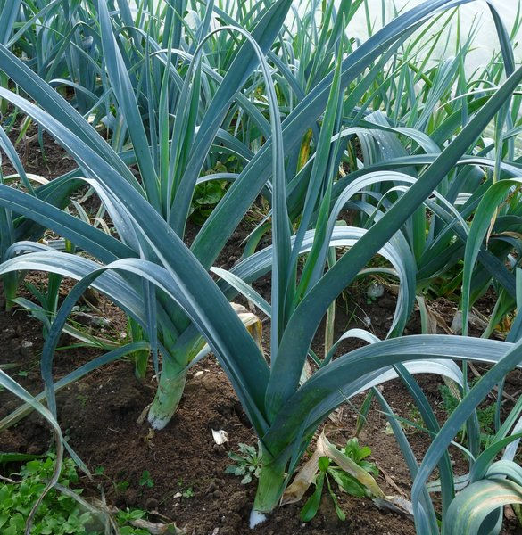 Poireau BLEU