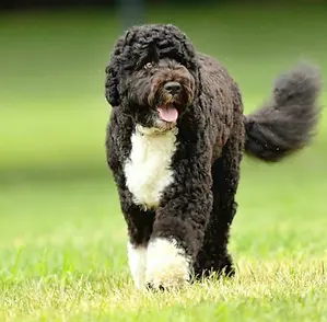 portuguese-water-dog-puppies-637648970024628472.webp