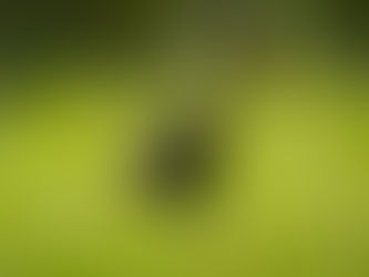 A Tribute to my Therapist