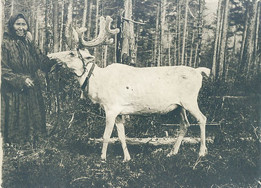 ф469-177 Ялая оленуха р. Моклакан 1931г..jpg