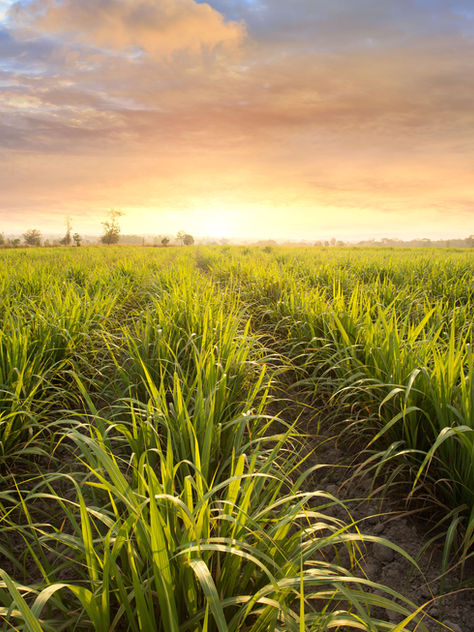 Rising Costs, Falling Prices: Regional Disparities Deepen Farm Financial Stress