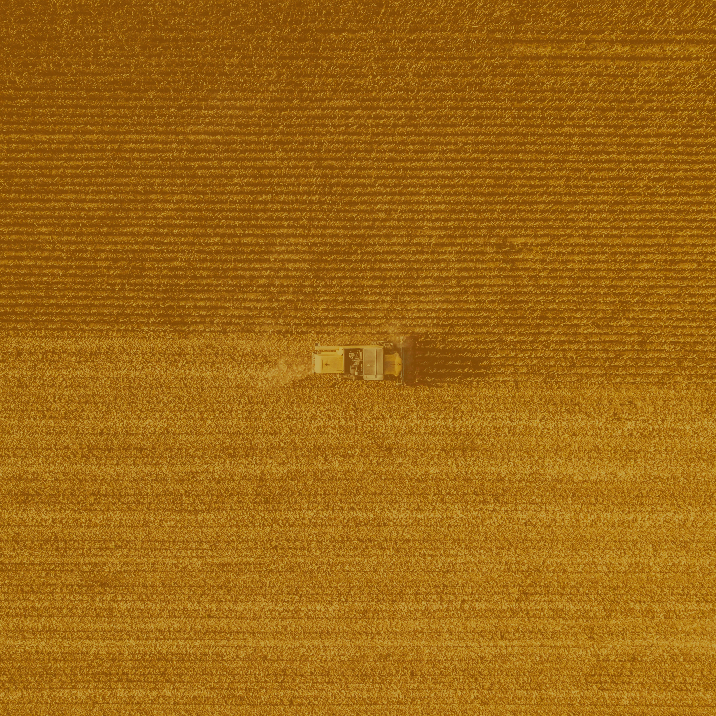Harvesting Wheat