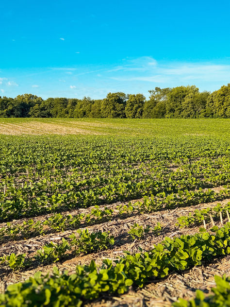 2025 Farm Bridge Assistance Program Payment Guesstimate Rates