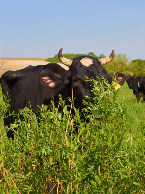 Pasture, Rangeland, and Forage (PRF) Insurance Expansion and Emerging Limits to Growth
