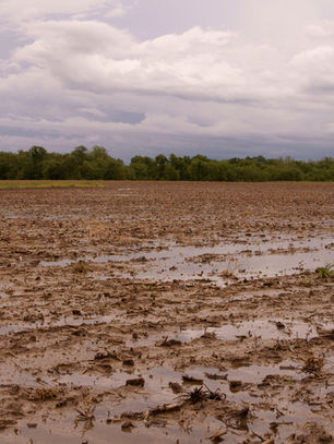 Ending Prevented Planting Buy-Ups Changes Insurance Choices and Expands Program Risk