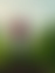 One Big Beautiful Boost in U.S. Agricultural Trade Promotion