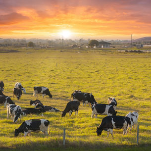 Continued Pasture, Rangeland, and Forage (PRF) Insurance Expansion in 2026