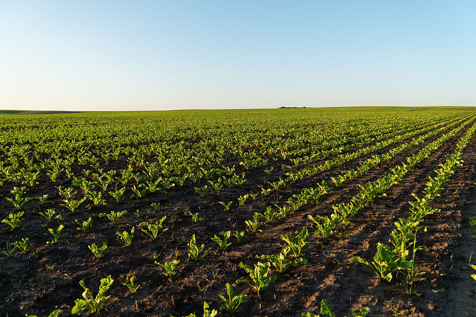 The Cost of a Frozen Tariff: Over-Quota Imports and the U.S. Sugar Market
