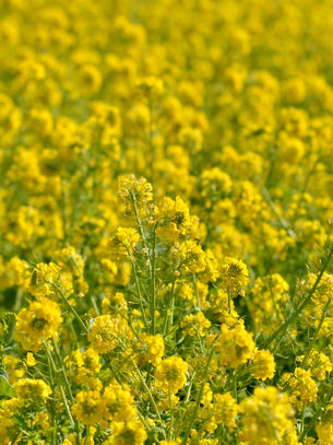 The One Big Beautiful Bill’s USDA Conservation Spending Shuffle