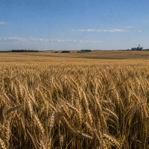 North Dakota ARC and PLC Payments for Crop Year 2025