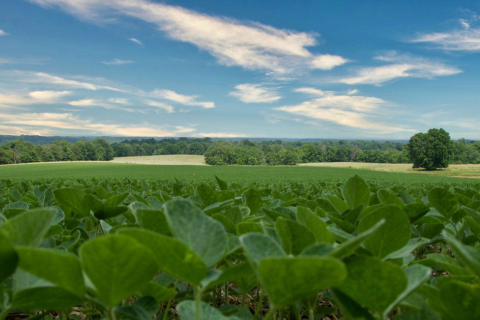 Breaking Down the May 2026 NDSU Agricultural Trade Monitor: A One-Year Retrospective on China’s Retaliatory Tariffs on U.S. Agricultural Exports