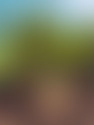 OBBB Delivers Historic Increase to Sugar Loan Rates