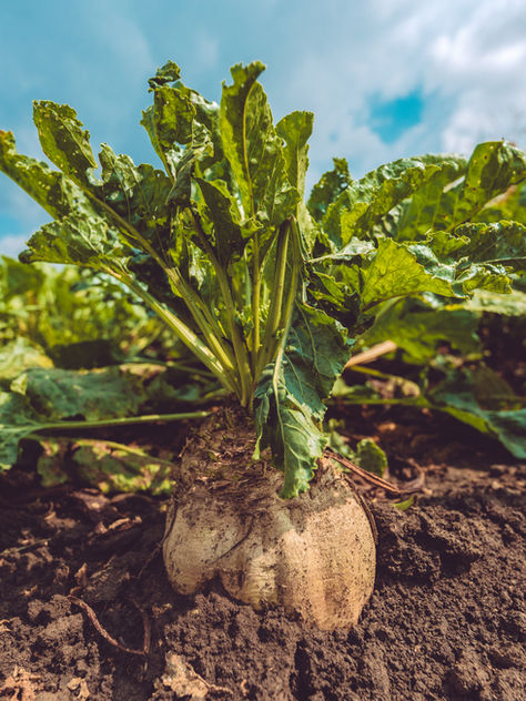 OBBB Delivers Historic Increase to Sugar Loan Rates