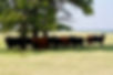 DSC03179.jpeg