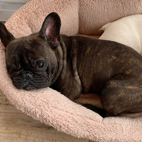 Phoenix Dallas (Odin) - Nov 2018 to Apr 2024