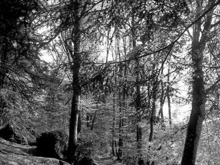 Du Bois d’Amour à Pont-Aven à pied : longer l’Aven, ses moulins et ses sous-bois