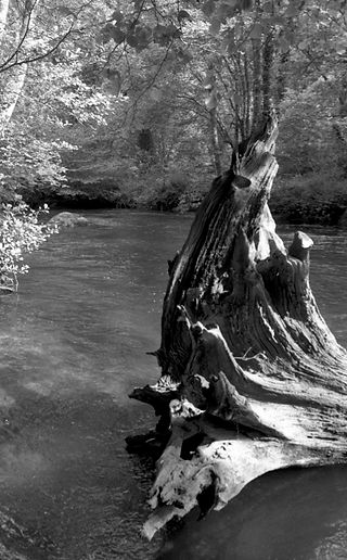 Vieille souche au bord de l’Aven dans le Bois d’Amour à Pont-Aven, photographie argentique noir et blanc.