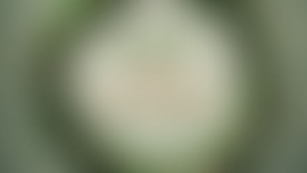 Sunday 3/24/24 Recap: Palms to Thorns