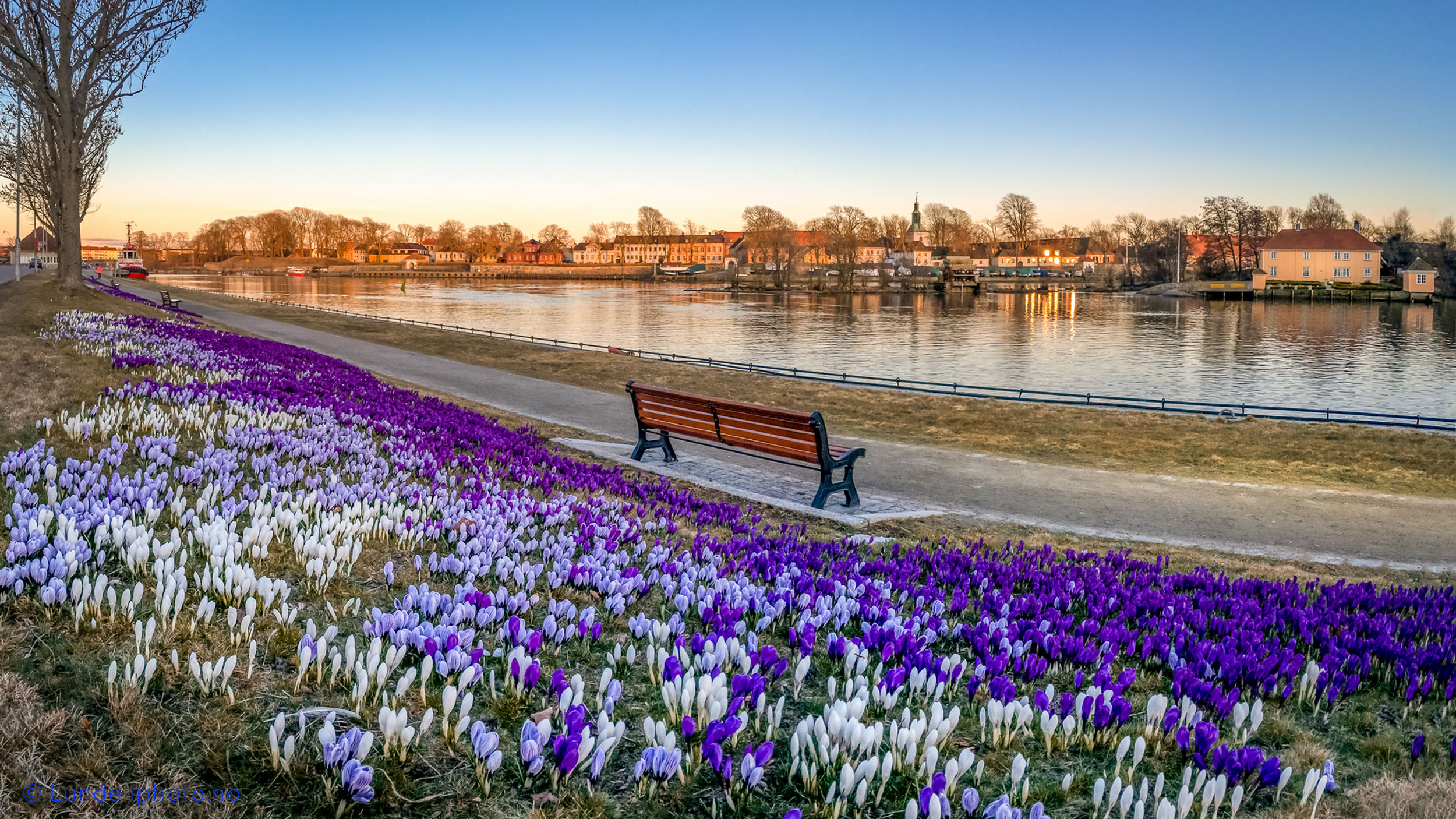 Krokusene på Cicignon