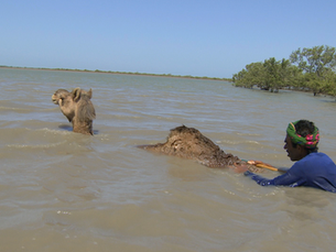 Swimming with Camels and Other Nonsense!