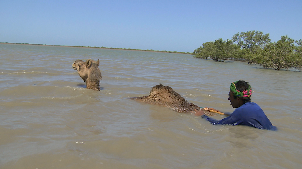 Swimming with Camels and Other Nonsense!