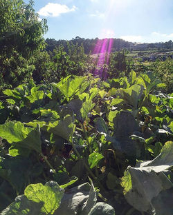 When your friend's garden is this rich #sojel #portugal #portuguese #portuguesefood #couvegalega #ga