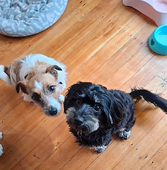 Skye and Maisey.jpg